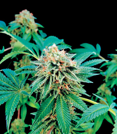 Семена сорта Shark Attack fem (Dinafem Seeds)