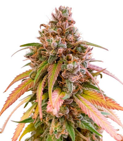 Семена сорта Nori Cake fem (Green House Seeds)