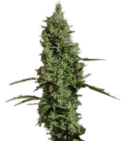 Семена сорта Atomical Haze fem (Paradise Seeds)