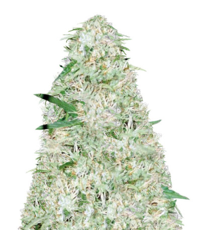 Семена сорта Auto Super Mazar fem (Victory Seeds)