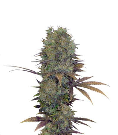 Семена сорта Landysh fem (VIP seeds)