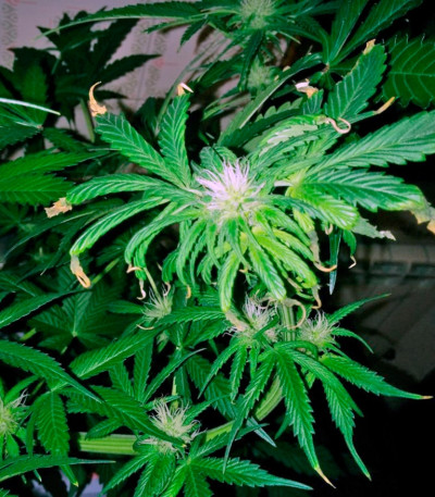 Семена сорта Amnesia Gold fem (Pyramid Seeds)