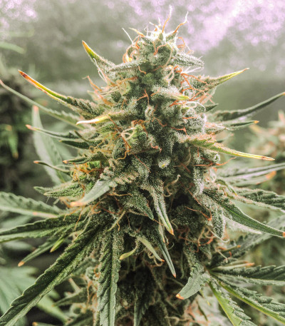 Семена сорта Auto Critical Orange Punch fem (Dutch Passion)