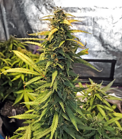 Семена сорта Bruce Banner Auto fem (Cali Buds Seeds)