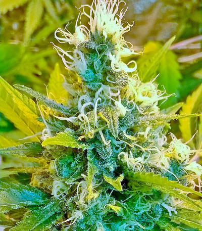 Семена сорта Citrus fem (Kannabia Seed Company)