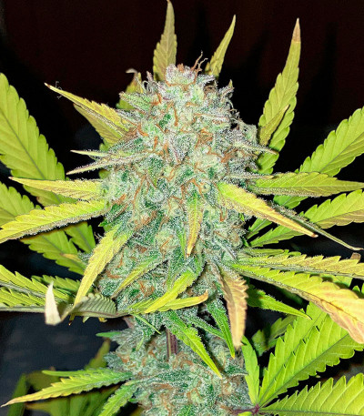 Семена сорта Gorilla Crunch Auto fem от Семяныча