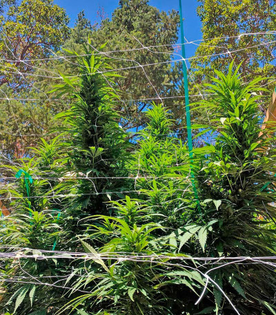 Семена сорта Master Kush fem (Nirvana Seeds)