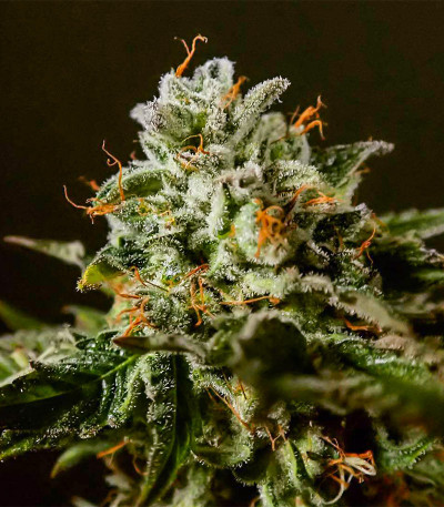 Семена сорта Purple Punch Auto fem (High Speed ​​Buds)