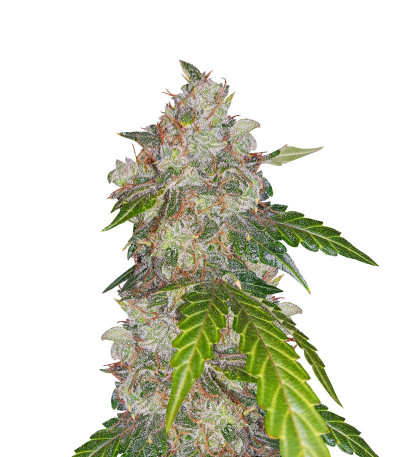 Семена сорта Auto White Widow fem (Pyramid Seeds)