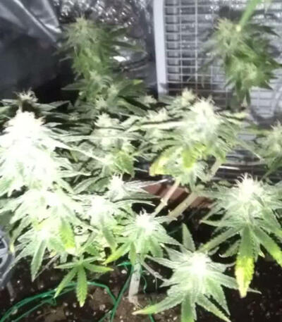 Семена сорта Bruce Banner (Monster Genetics)