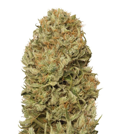 Семена сорта Blue Dream Auto fem (Humboldt Seeds)