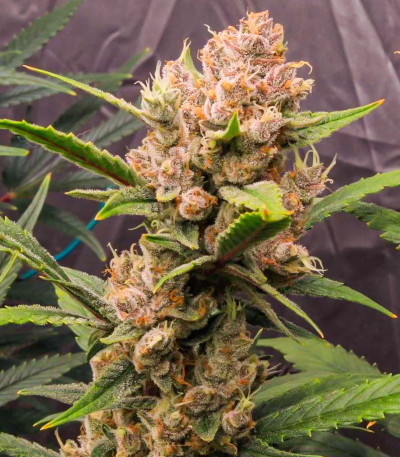 Семена сорта Tropicana Cookies Auto fem (FastBuds)