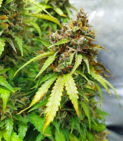 Семена сорта Animal Face Auto fem (Cali Buds Seeds)