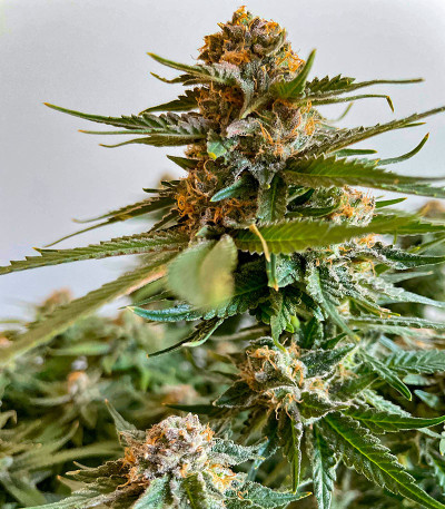 Семена сорта Bruce Banner #3 Auto fem (Herbies Seeds)