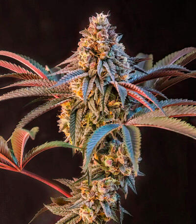 Семена сорта Lemon Cherry Runtz fem (FastBuds)