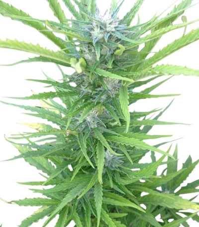 Семена сорта Northern Light Automatic fem (Royal Queen Seeds)