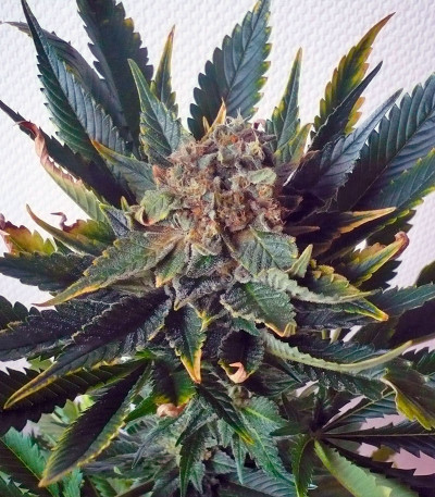 Семена сорта Sensi Star fem (Paradise Seeds)