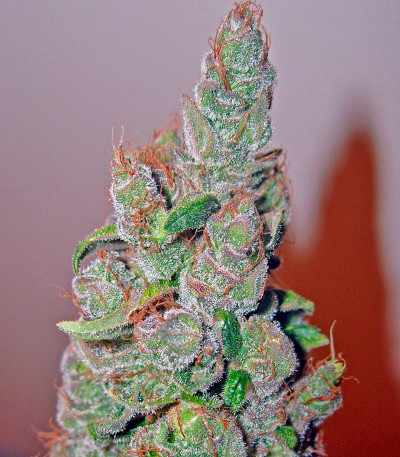 Семена сорта Smile fem (Kannabia Seed Company)