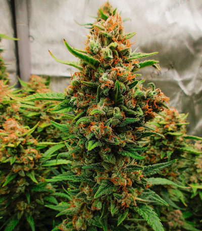 Семена сорта Sour Jealousy Auto fem (FastBuds)