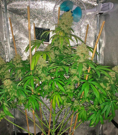 Семена сорта Super Silver fem (Dinafem Seeds)