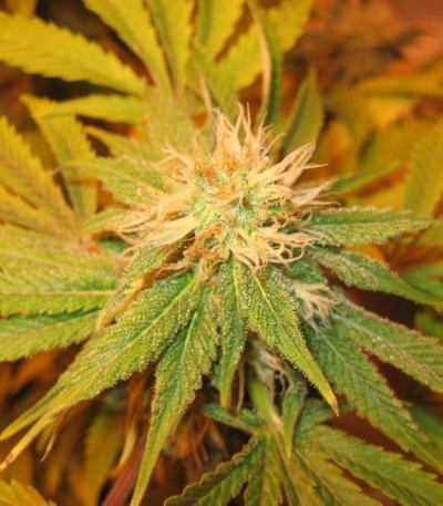 Семена сорта The Church fem