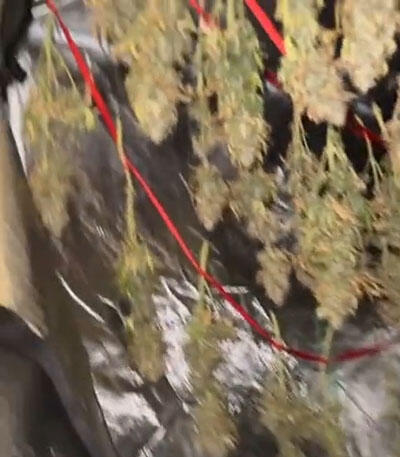 Семена сорта Garlic Cookies fem