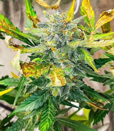 Семена сорта HulkBerry Automatic fem (RQS)