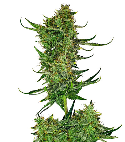 Семена сорта Cherry Cola Auto fem (FastBuds)