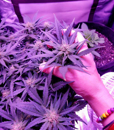 Семена сорта Blueberry Kush Automatic fem (Nirvana Seeds)