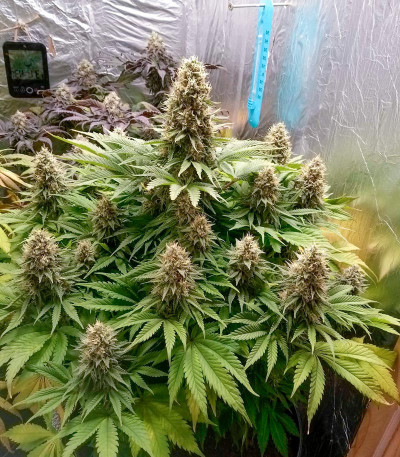 Семена сорта Blueberry OG fem (Barney's Farm)