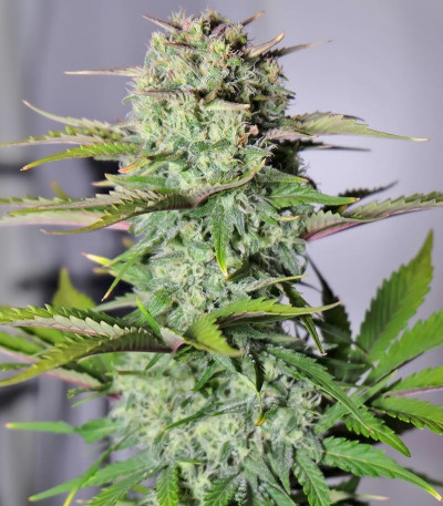 Семена сорта G14 auto fem (FastBuds)