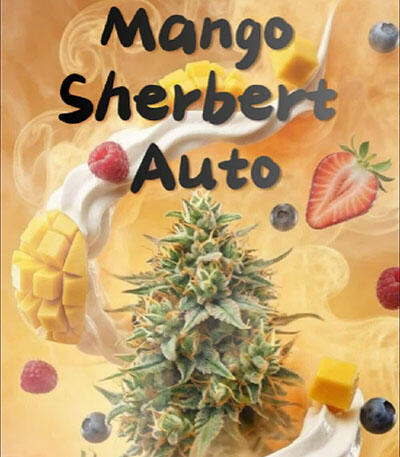 Семена сорта Mango Sherbert Auto fem от Humboldt Seed Company