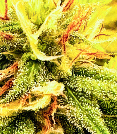 Семена сорта Roze Runtz fem (AlphaFem Seeds)