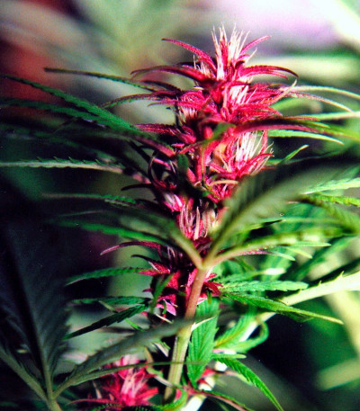 Семена сорта Twilight fem