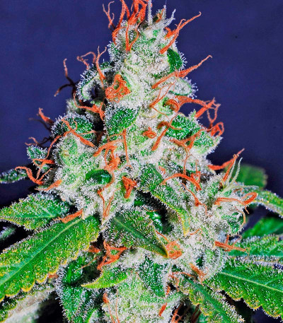 Семена сорта White Lemon fem (Strain Hunters)