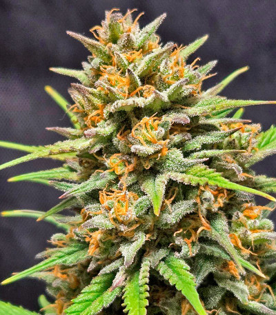 Семена сорта Z-Up Auto fem (FastBuds)
