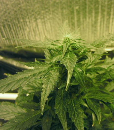 Семена сорта Auto Ak fem