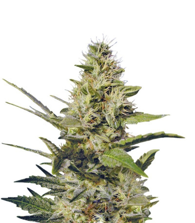 Семена сорта Chocolate Chunk reg