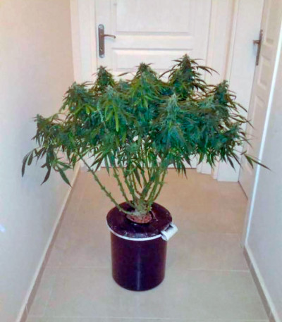 Семена сорта Think Different Auto fem (Dutch Passion)