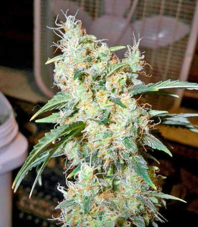 Семена сорта BCN Diesel Max Auto fem