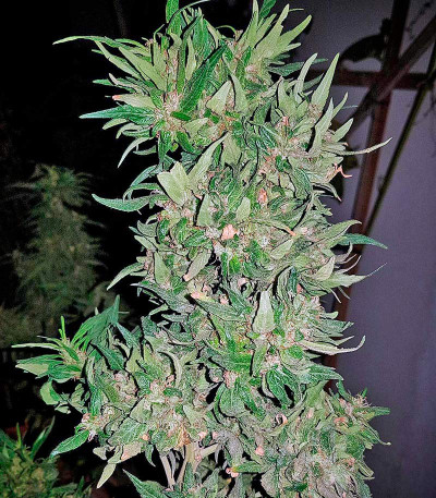 Сорт конопли Blue Cheese