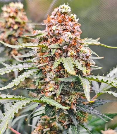 Семена сорта Grand Gorilla Purple Auto fem (Семяныч)