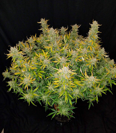 Семена сорта Rhino Ryder Auto fem (FastBuds)