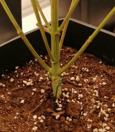 Семена сорта Cream Mandarine F1 Fast Version fem (Sweet Seeds)