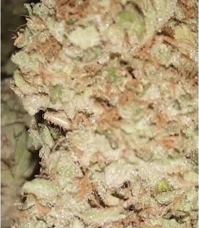 Семена сорта Original Afghan Kush Auto fem (FastBuds)