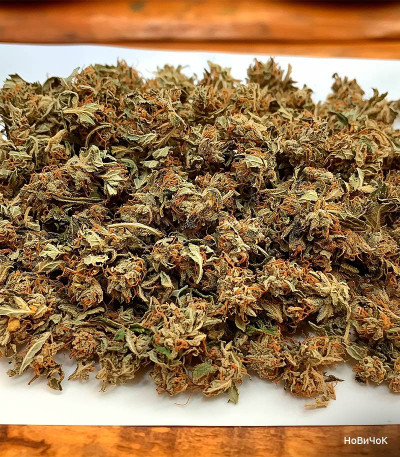 Семена сорта CBD Auto 20:1 fem (FastBuds)