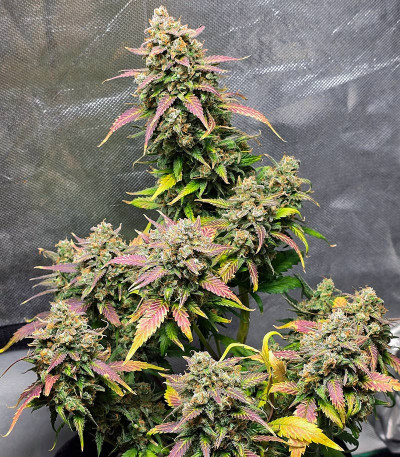 Семена сорта Sweet Zenzation XL Auto fem (Sweet Seeds)