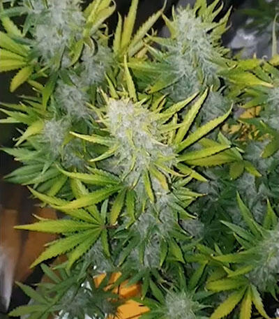 Семена сорта Blueberry Cheese Auto fem (Barney's Farm)