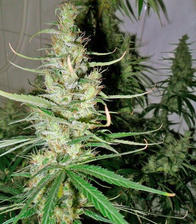 Семена сорта Hawaiian Snow fem (Green House Seeds)