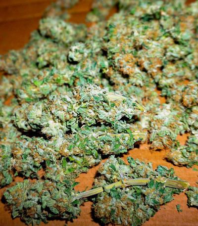 Семена сорта Big Bud Auto fem (Herbies Seeds)